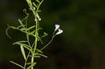 Lentil vetch